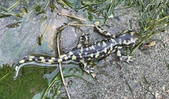 Ambystoma mavortium