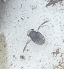 Corixoidea