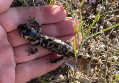 Ambystoma mavortium