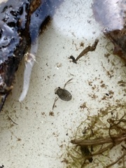 Corixoidea