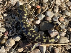 Ambystoma mavortium