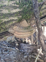Ganoderma brownii