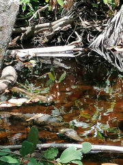 Crocodylus acutus