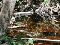 Crocodylus acutus