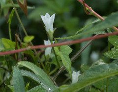 Ipomoea lacunosa