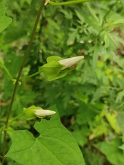 Calystegia silvatica orientalis