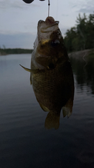 Ambloplites rupestris