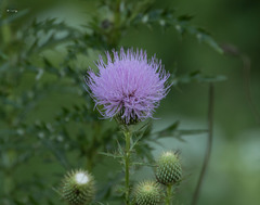 Cirsium altissimum