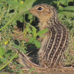 Ictidomys tridecemlineatus