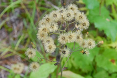 Hieracium scabrum
