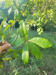 Quercus imbricaria