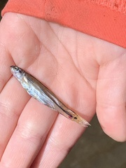 Pimephales notatus