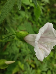 Calystegia silvatica orientalis