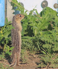 Ictidomys tridecemlineatus