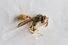 Mischocyttarus flavitarsis