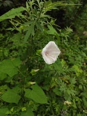 Calystegia silvatica orientalis
