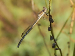 Sympecma paedisca