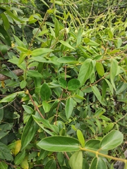 Lonicera japonica