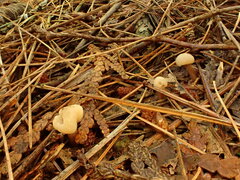 Cudonia circinans
