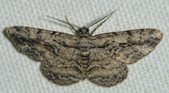 Anavitrinella pampinaria
