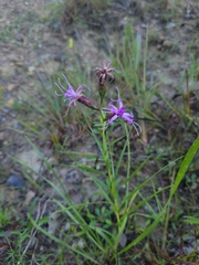 Liatris cylindracea