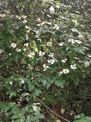 Cornus