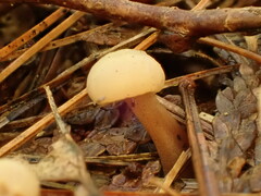 Cudonia circinans