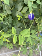 Clitoria ternatea
