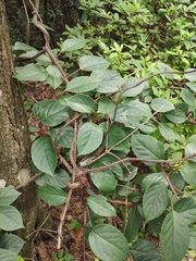 Schisandra henryi