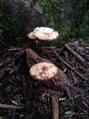 Lentinus flexipes