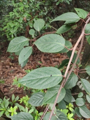 Schisandra henryi