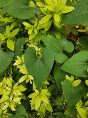 Aristolochia tubiflora