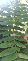 Albizia kalkora
