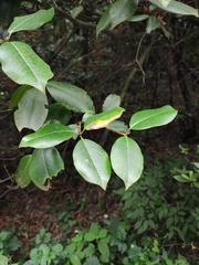 Rhododendron latoucheae