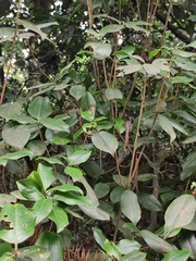 Rhododendron latoucheae