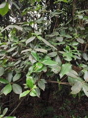 Rhododendron latoucheae