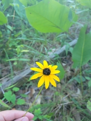 Rudbeckia fulgida