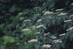 Clerodendrum mandarinorum