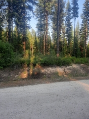 Shepherdia canadensis