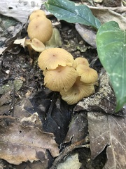 Heimiomyces tenuipes