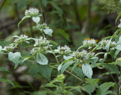 Pycnanthemum incanum