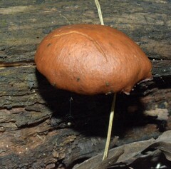 Gymnopilus