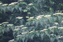 Clerodendrum mandarinorum