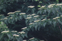 Clerodendrum mandarinorum