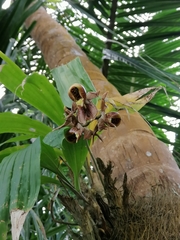 Catasetum