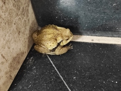 Bufo gargarizans