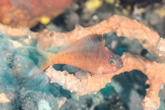 Cyprinocirrhites polyactis