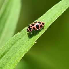 Coleomegilla maculata