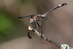 Dythemis velox