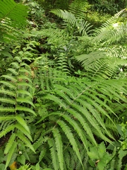 Pseudocyclosorus tylodes